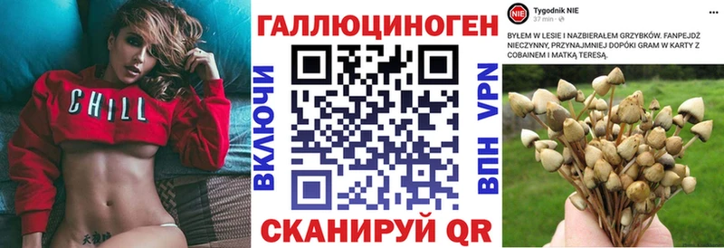Галлюциногенные грибы Psilocybe  Кингисепп 