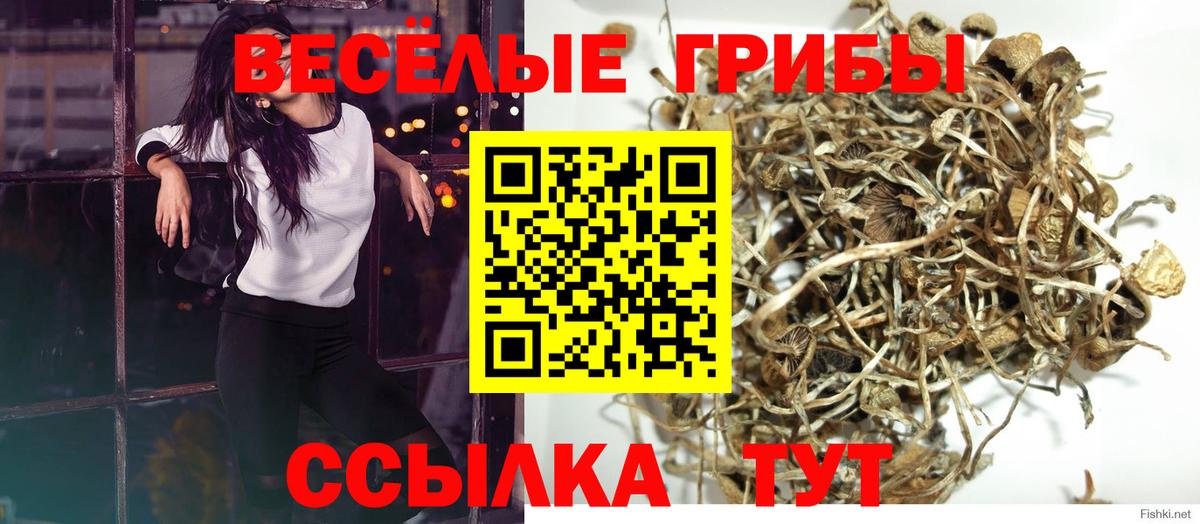 Кингисепп  Псилоцибиновые грибы Magic Shrooms  даркнет сайт  Вход с VPN 